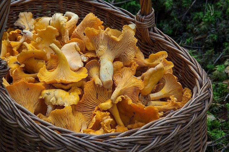 Семь причин раз и навсегда полюбить грибы