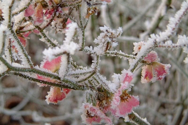 В связи с похолоданием в Краснодарском крае объявлено экстренное предупреждение по заморозкам