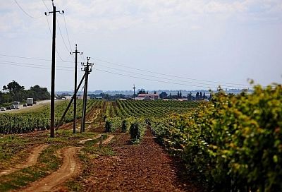 Объем производства вина в Краснодарском крае может сократиться на 15% из-за подтоплений 