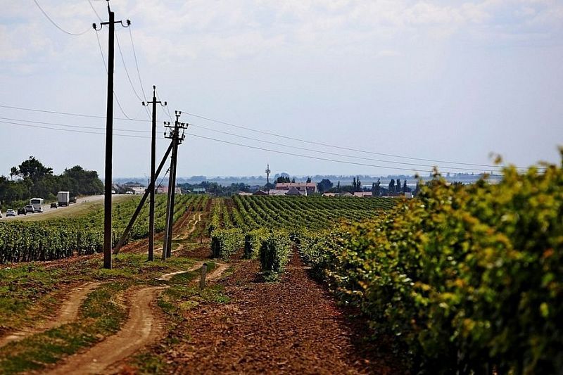 Объем производства вина в Краснодарском крае может сократиться на 15% из-за подтоплений 