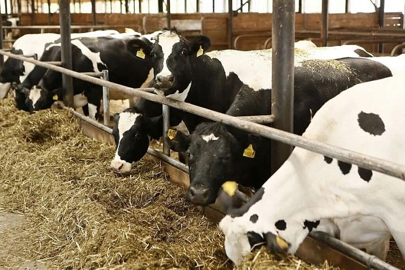 Краснодарский край к 2030 году будет производить 2,1 млн тонн молока ежегодно