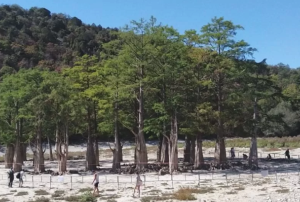 В питомнике Анапы прижились 150 побегов кипариса, выкопанных из пересохшего в 2020 году озера 
