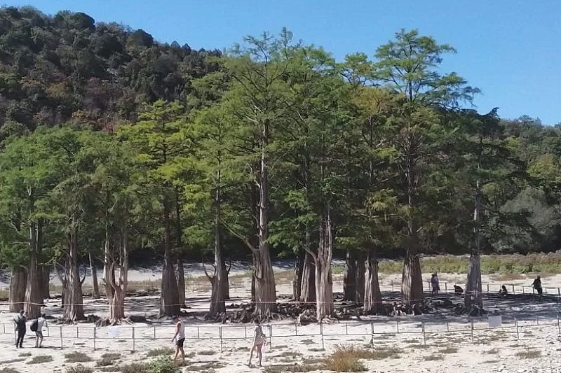 В питомнике Анапы прижились 150 побегов кипариса, выкопанных из пересохшего в 2020 году озера 