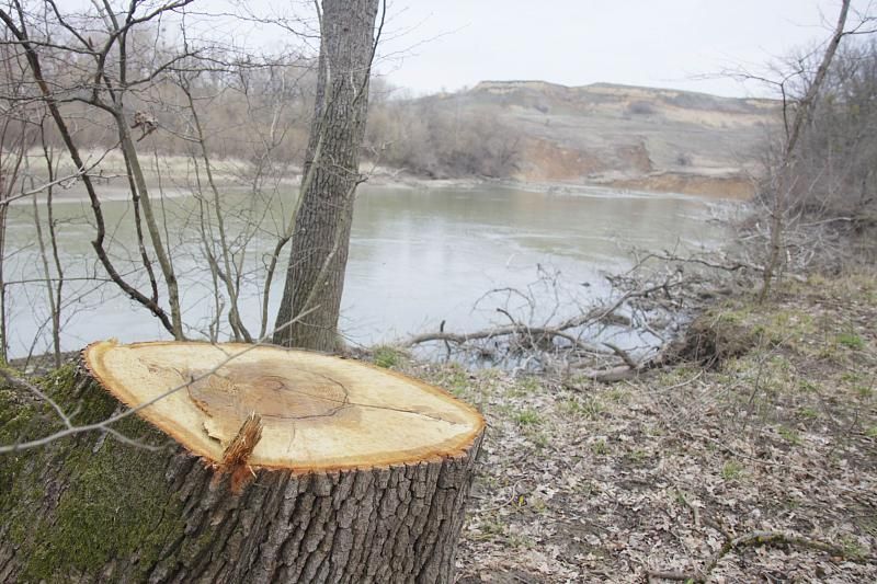Кто в Кавказском районе уничтожает вековые деревья