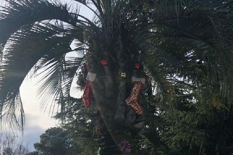 Новогодние елки мира: праздничный экскурсионный маршрут подготовили в сочинском парке «Южные культуры»