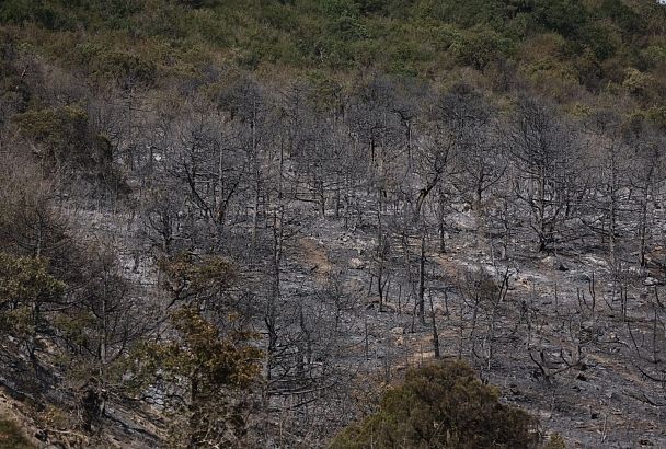 Уголовное дело о халатности возбуждено из-за крупного лесного пожара под Новороссийском