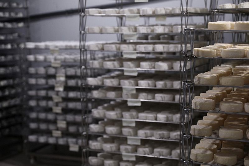 Новый цех по производству сыров построят в Красноармейском районе