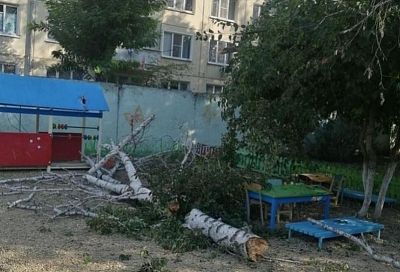 Дерево рухнуло на территории детского сада в Армавире