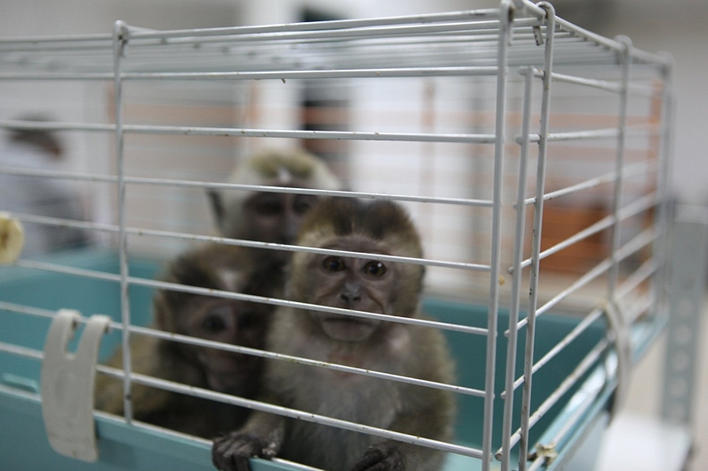 В Краснодар пытались незаконно ввезти более 70 обезьян из Гайаны