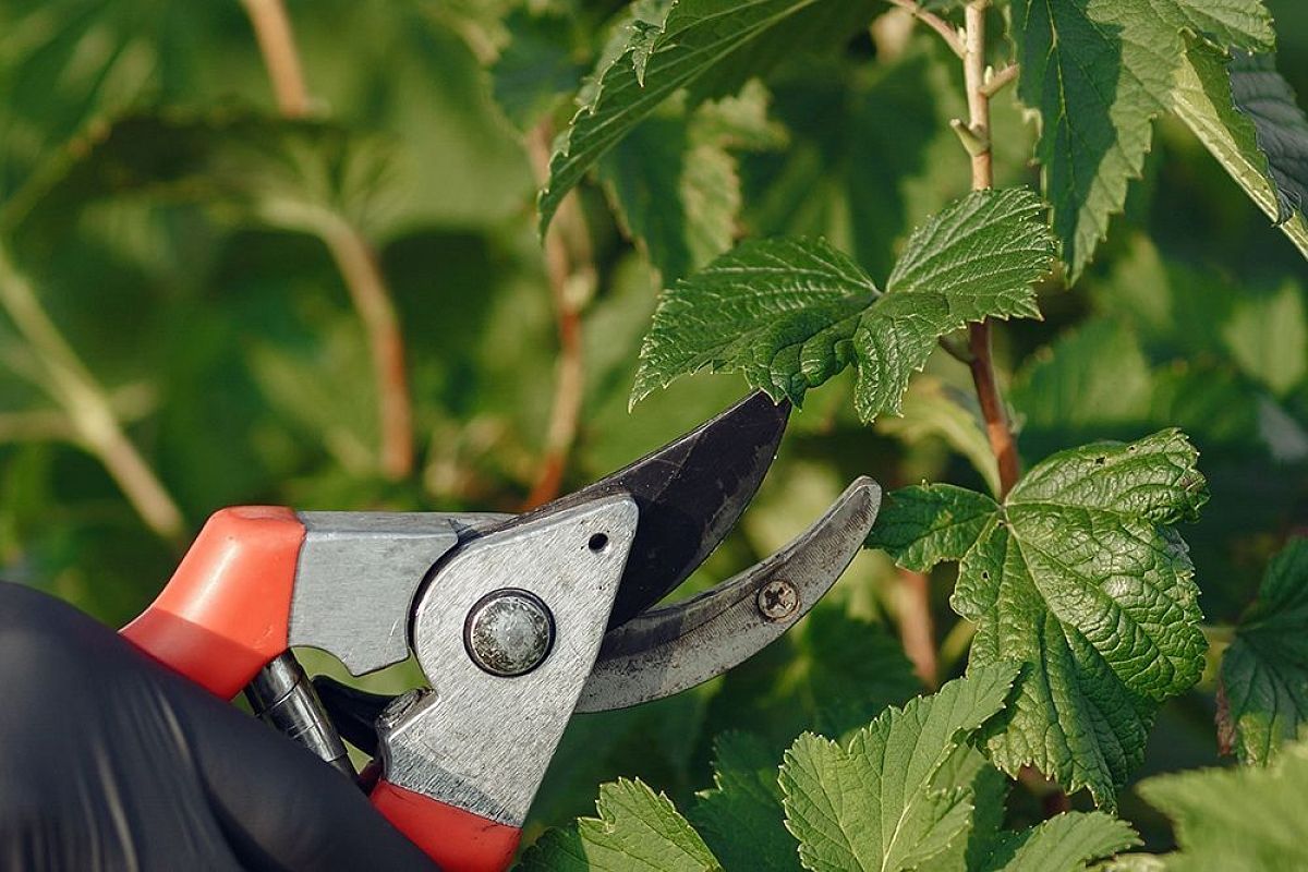 Обрезка малины осенью: метод двойного урожая следующим летом