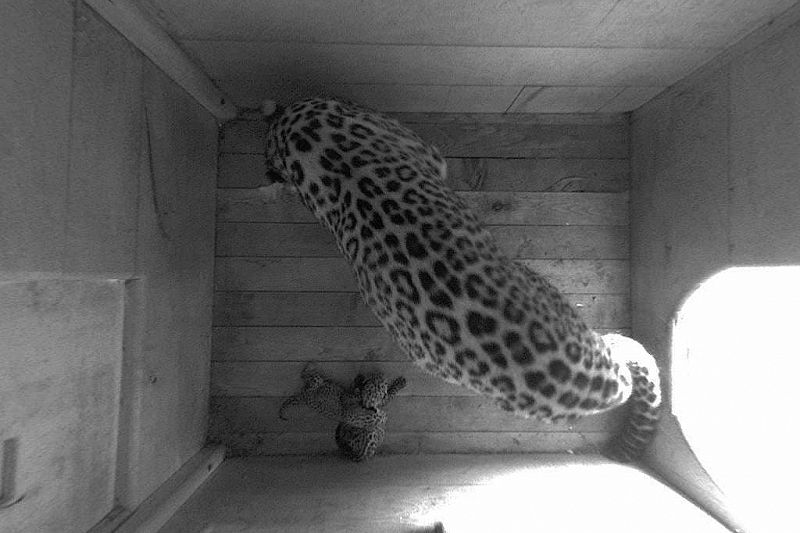 В нацпарке Сочи рассказали, когда будет определен пол новорожденных леопардов