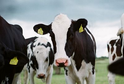 Поддержка фермеров и увеличение поголовья: в Краснодарском крае обсудили прогресс отрасли животноводства