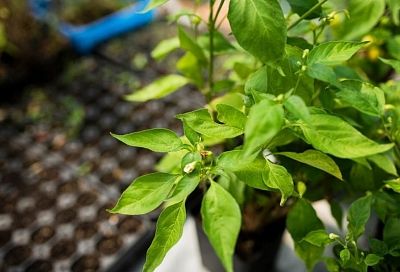 Благоприятные дни для посева перца в 2026 году: от рассады до высадки в грунт 