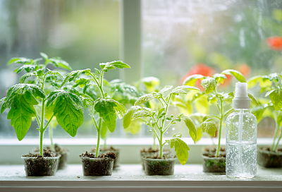 Как добиться изумрудно-зелёной рассады: секрет магния