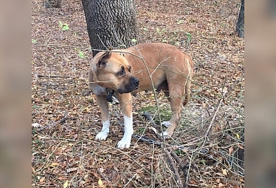 Прикованной к дереву собаке из Новороссийска нашли новый дом