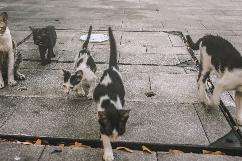 В Приморье в подвале жилого дома замуровали живых котят
