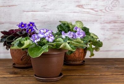 Выращиваем фиалки на подоконнике так, и они пышно цветут круглый год