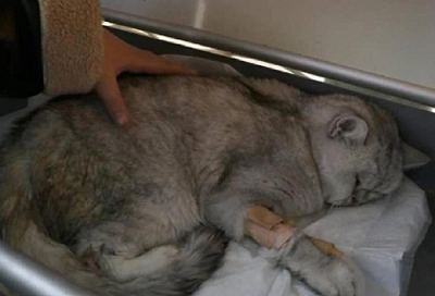 Живого кота достали из-под завалов в Турции через 49 дней после землетрясения 
