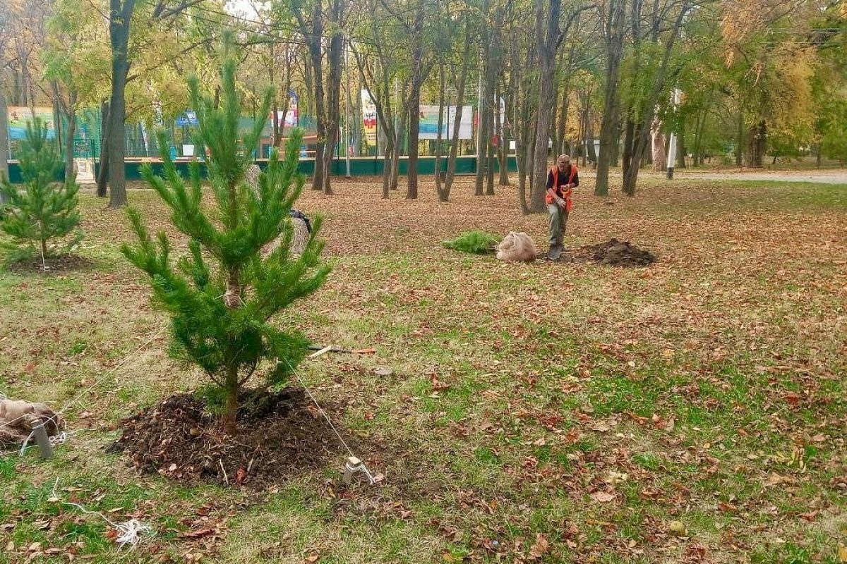 Более 2 тыс. деревьев и кустарников высадят до конца года в Краснодаре