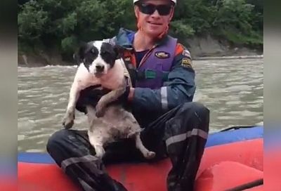 Собаку унесло течением реки на скалистый берег. Ей на помощь пришли спасатели