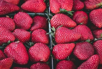 С одного куста можно собрать до 1,2 кг больших и сахарных алмазов: этот сорт клубники будет трендом 2026 года