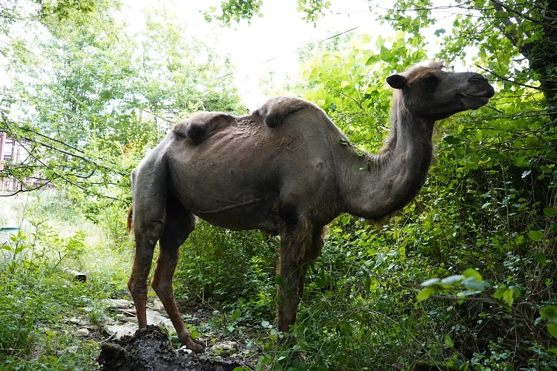 Зоотехник сафари-парка прокомментировала состояние истощенных верблюдов в Сочи