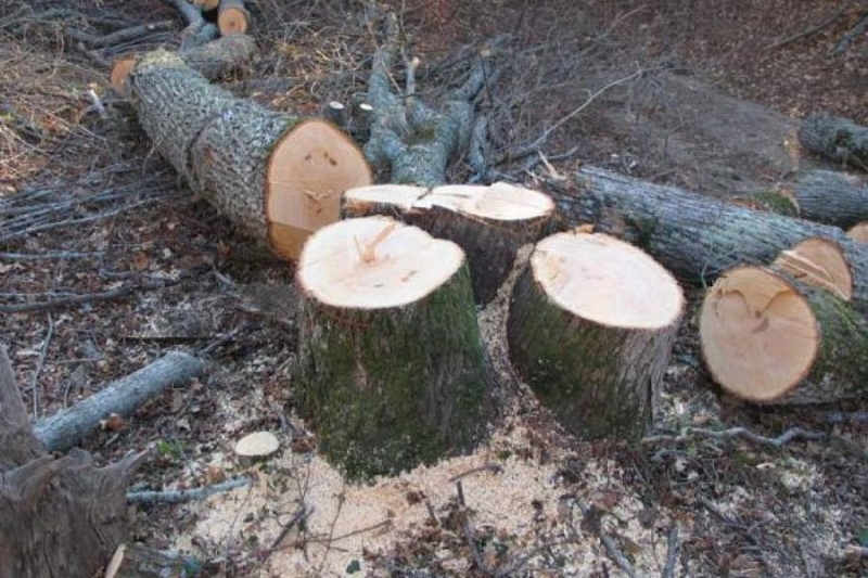 В нацпарке Сочи незаконно вырубили деревья на 10 млн рублей. Возбуждено уголовное дело