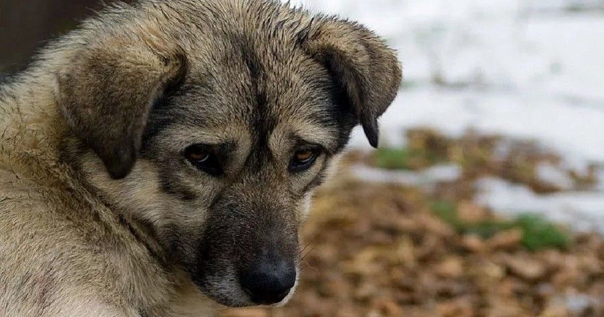 Бездомный пес. Грустная дворняга. Грустная собака дворняжка. Глаза бездомной собаки. Грустные глаза дворняги.