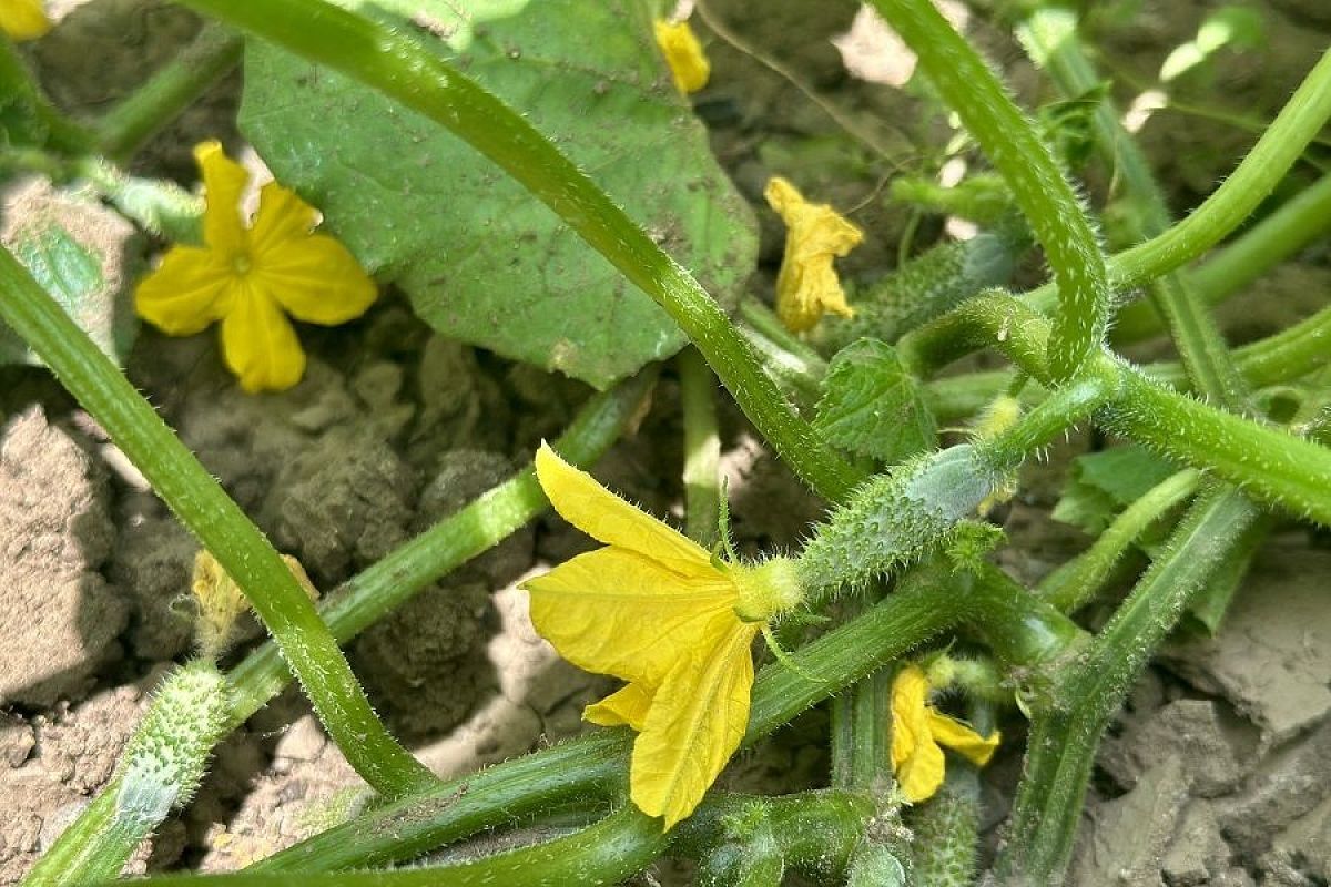3 богатыря: опрыскайте этим во время цветения огурцы и кабачки – и устанете собирать урожай