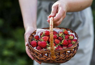 Клубнике в августе – обязательно: после сбора урожая зажимаю нос, и удобряю кусты этим – весной собираю ягоды ведрами