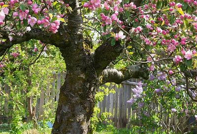 Яблоня-сад: как привить на одно дерево 3–5 сортов и собирать богатый урожай