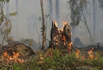 Под Геленджиком тушат лесной пожар