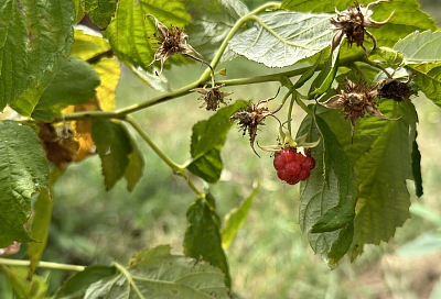 Ягоды малины мельче год от года: и у нее на это 5 причин