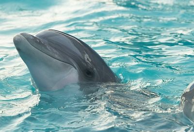 Глава Росприроднадзора назвала предварительную причину массовой гибели дельфинов в Черном море