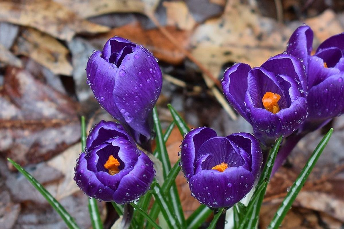 Как сажать крокусы, чтобы клумба стала яркой сразу после схода снега — можно даже зимой