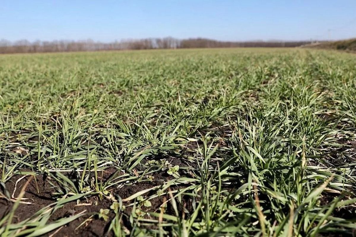 «Как отреагируют посевы на низкую температуру без снежного покрытия – прогнозировать рано»