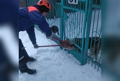 Спасатели освободили застрявшую в воротах собаку