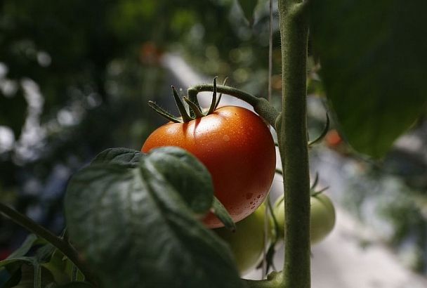 С начала года в Краснодарском крае собрали более 500 тысяч тонн овощей