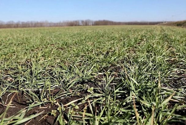 «Как отреагируют посевы на низкую температуру без снежного покрытия – прогнозировать рано»