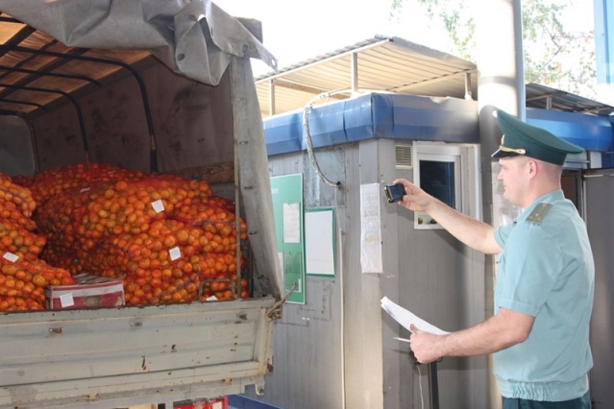 Мандариновый бум: на границе в Сочи таможенники оформили 1 тыс. тонн цитрусовых из Абхазии