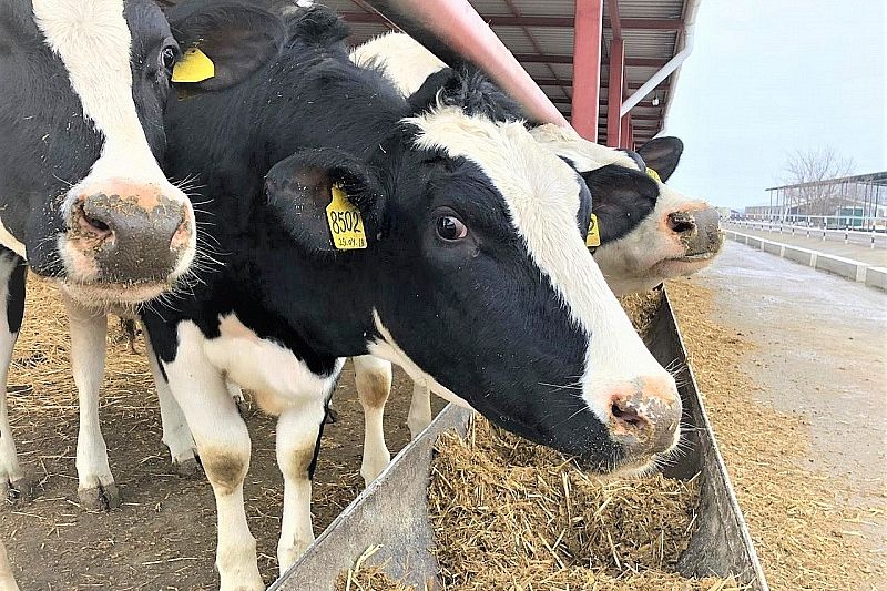 В 2020 году поголовье крупного рогатого скота в Краснодарском крае увеличилось на 10 тысяч