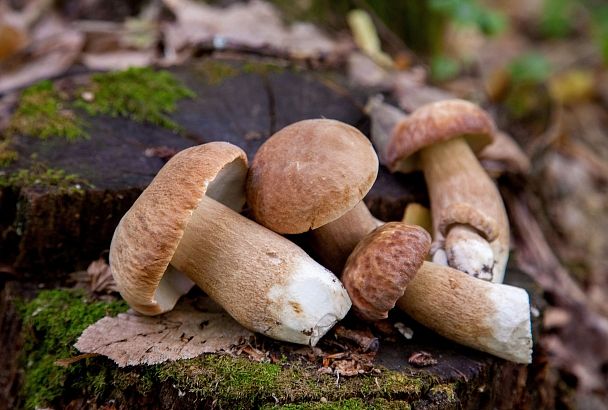 Девять человек отравились квашеными грибами на Кубани 