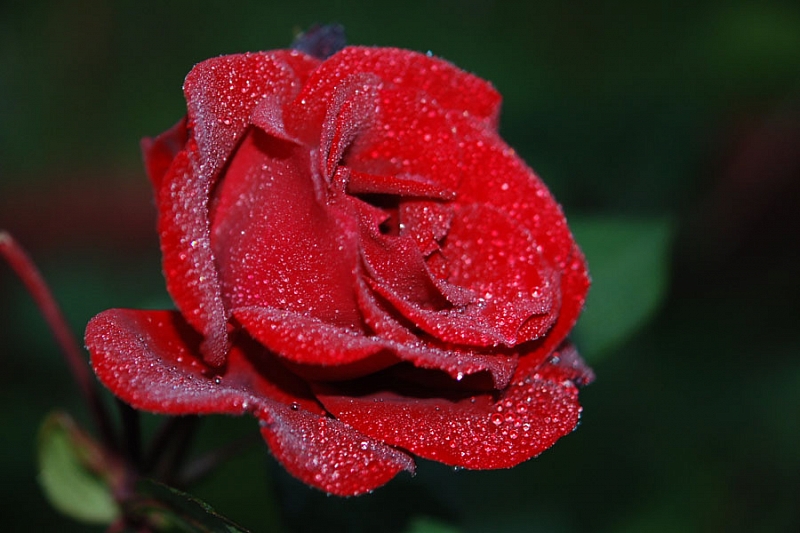Аромат розы улучшает успеваемость. Даже во время сна