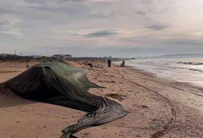 За первую неделю года в Анапе и Темрюкском районе не зафиксировали выбросов нефтепродуктов 