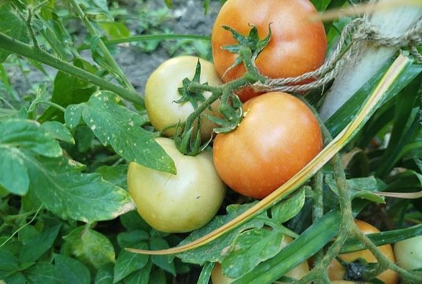 Почему медленно краснеют помидоры: ускорьте процесс – и дело пойдет