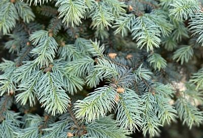 Около 37 тысяч елок и сосен ввезли в Краснодарский край из других регионов