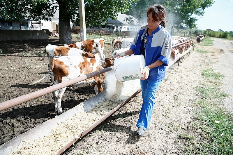  В Краснодарском крае 36 фермерских хозяйств впервые получат гранты «Агростартап»