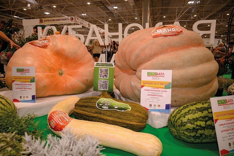 На праздник урожая в Белореченске привезли две огромные тыквы весом более 500 кг каждая