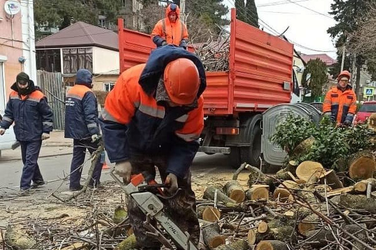 Сильный ветер повалил полсотни деревьев