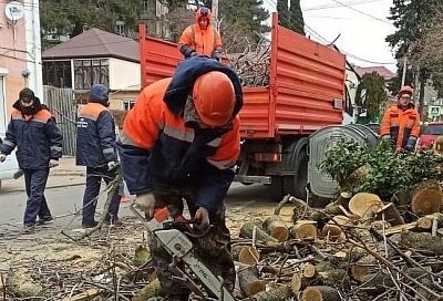 Сильный ветер повалил полсотни деревьев